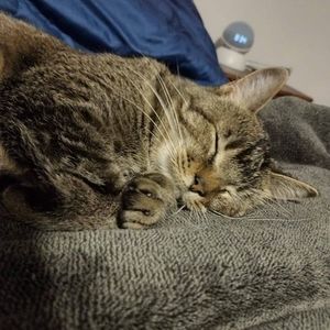 Meet your Posher, Angel